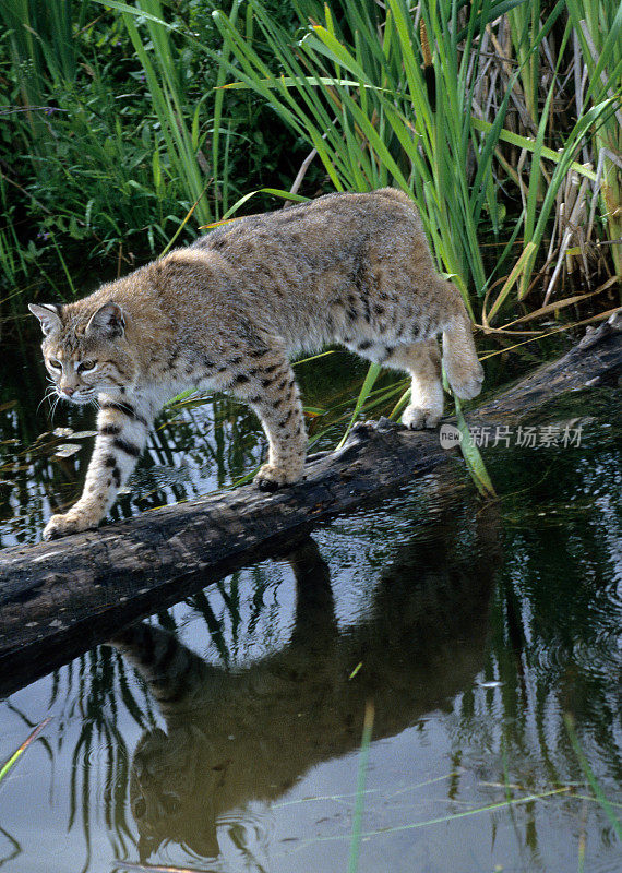 山猫(Lynx rufus)是北美猫科动物科的一种哺乳动物，出现在大约180万年前的欧文顿时期，位于蒙大拿州的卡利斯佩尔